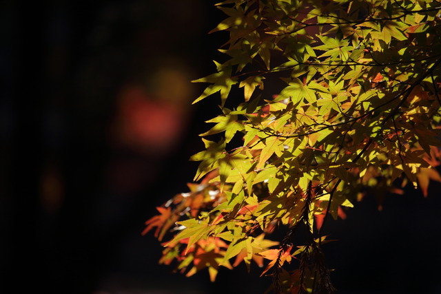紅葉