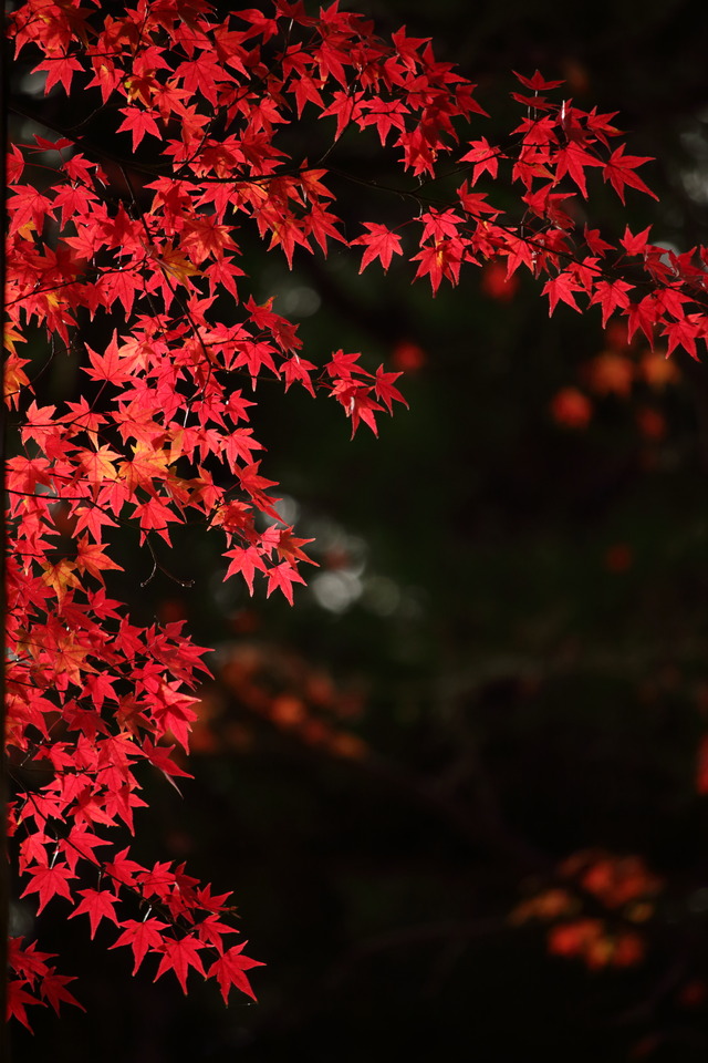 紅葉