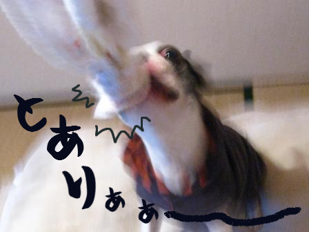 55c6cfb7.jpg