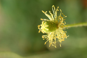 sDSC_3975