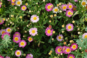 sDSC_4007