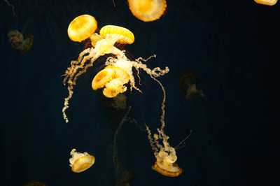 sDSC04143