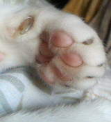 paw.jpg