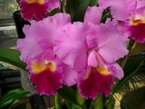 ���ȥ쥢������