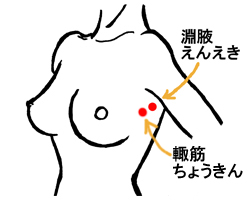 バストアップ ツボ 淵腋 輙筋 ちょうきん
