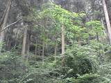 三滝道中の二・なんか天然記念物なシダ類