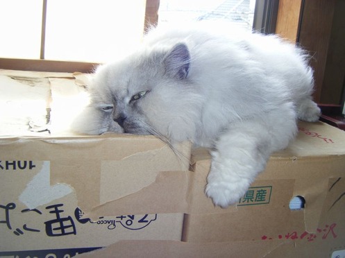 みぃこ4