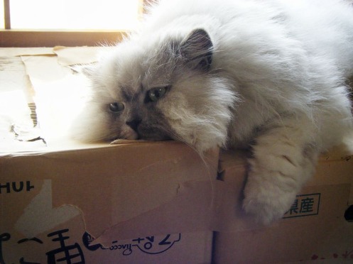 みぃこ