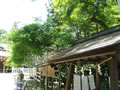 夏