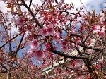 写真 2013-03-04 10 56 10