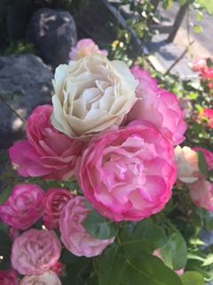 IMG_1037