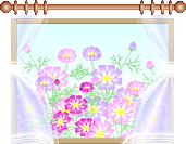 窓の外にコスモス