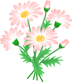 マーガレットピンク