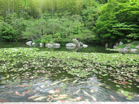 5月26日 三景園 (7)