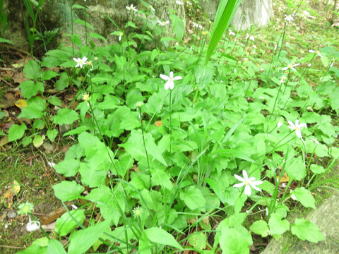 5月26日 都忘れ