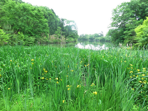 5月26日 三景園 (3)