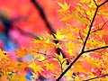 紅葉