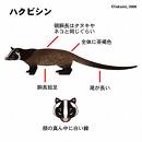 ハクビシン