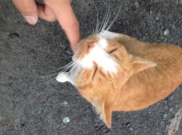 朝は猫が出迎え
