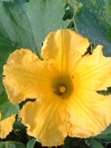 0724kabocha.jpg