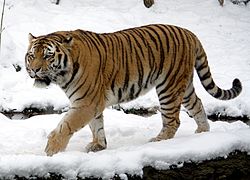 altaica_Tomak_Male