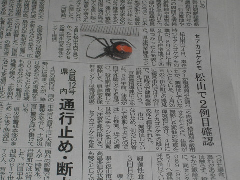 セアカゴケグモだって 三津ヶ浜のげんたろう その２