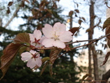 北海道の桜