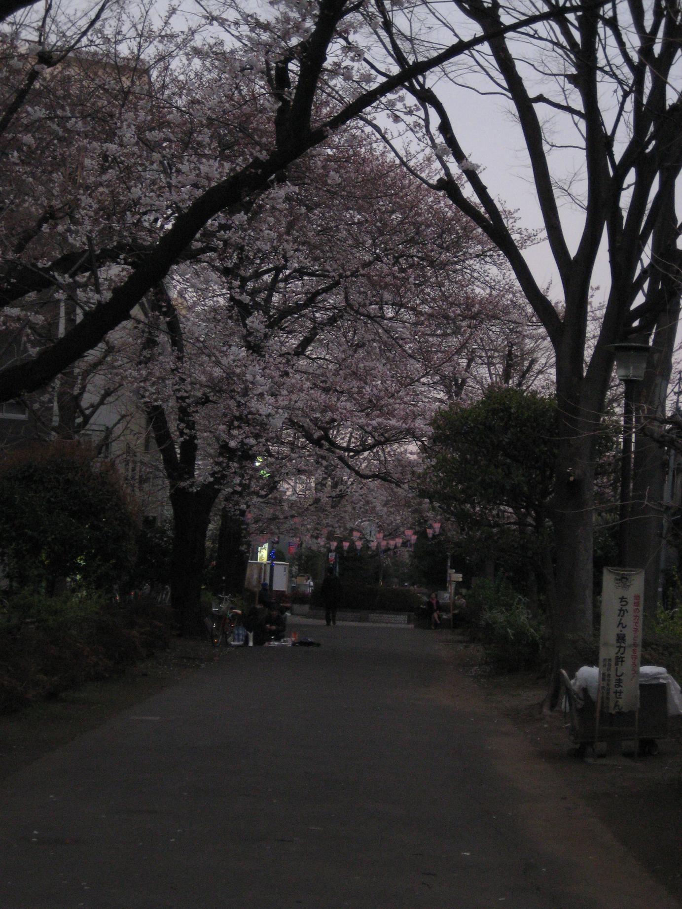 cherry8