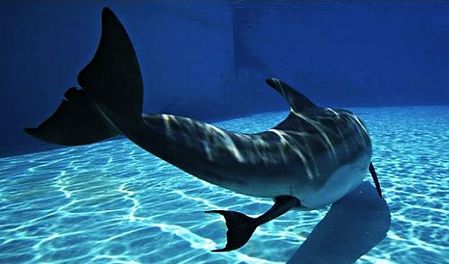dolphin-birth
