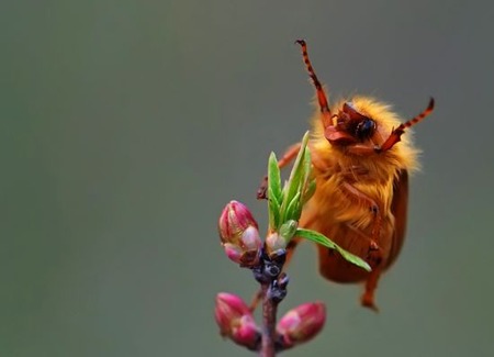 bug-is-happy