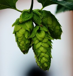 hops-776382_960_720[1]