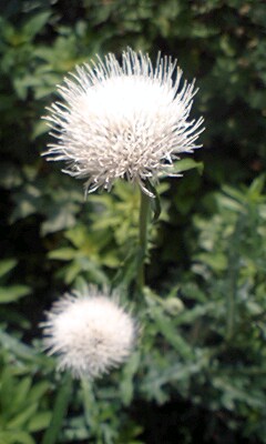 100607_0630_0001