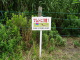マムシが出るみたいです