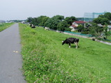 CRのすぐ脇で牛の放牧