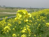 菜の花