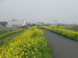 菜の花ロード