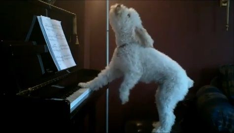 犬 piano 弾語り08