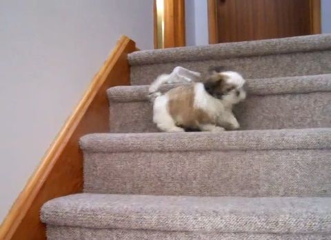 子犬 シー･ズーが階段をちょっとずつ降りる02