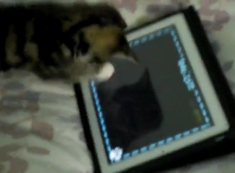 子猫 ipadその1 00