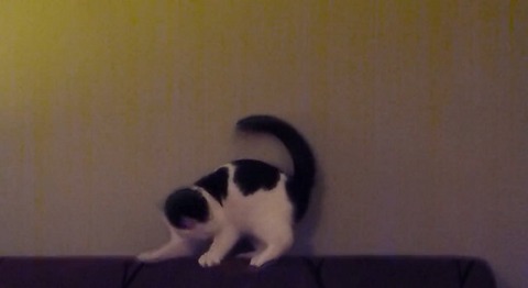 猫 ソファの上でしっぽを01
