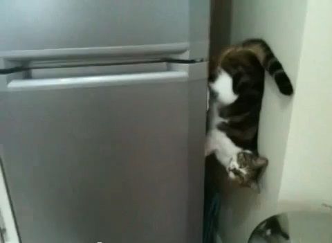 猫 冷蔵庫の間を垂直歩き04