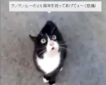 猫 お値段以上06