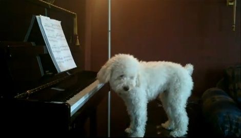 犬 piano 弾語り03