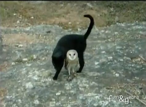 猫 フクロウと仲良し03