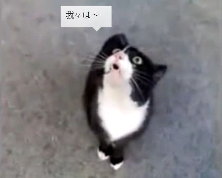 猫 お値段以上04