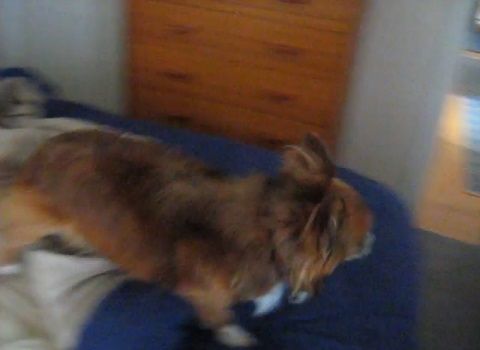 犬 get off my bed02