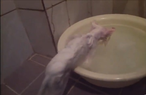 猫 お風呂好き05