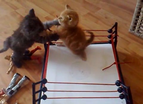 子猫 2匹でプロレス03