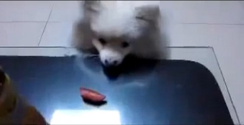 犬 白ポメ 届かない00