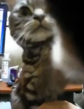 猫 撫でるのやめて05